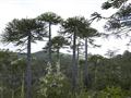 Araucaria Araucana